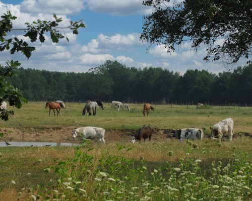 kampeerverblijfpark-t-heultje-0999-omgeving-opt